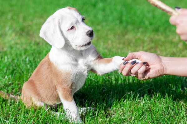 Puppy Training